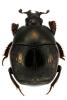 Saprinus aegialius